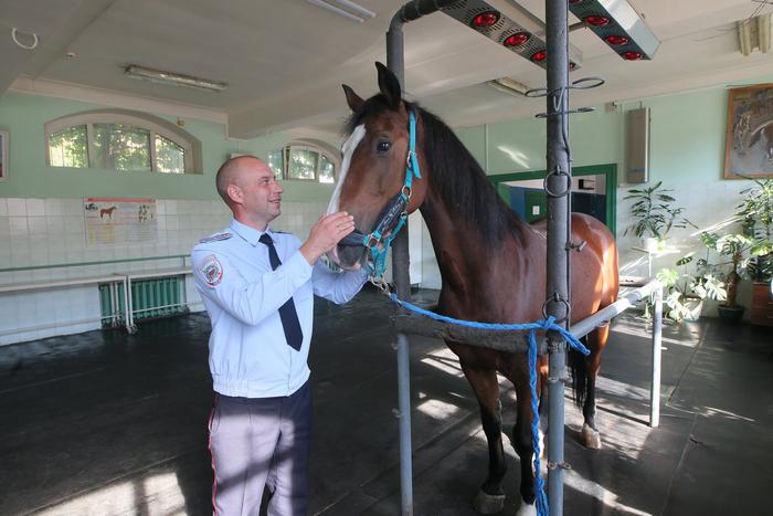 Как коням вырывают зубы и заново пришивают грудь