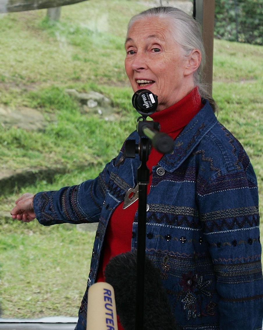 Эта женщина доказала, что люди и обезьяны – родственники