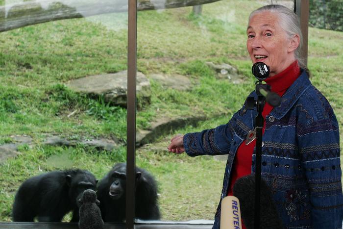 Эта женщина доказала, что люди и обезьяны – родственники