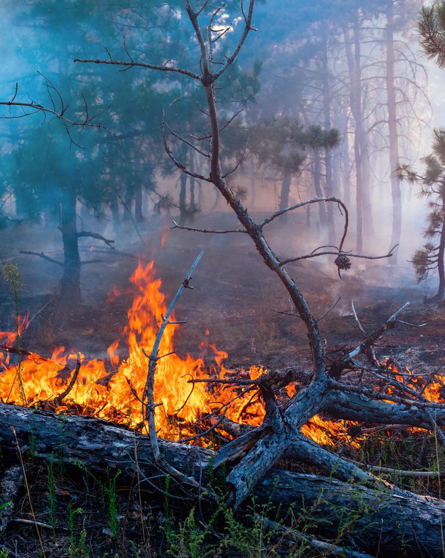 В России потушили 59 природных пожаров за сутки