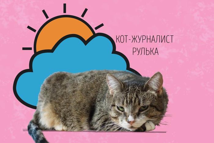Тихая кошка Рулька обещает москвичам солнце и умеренные осадки