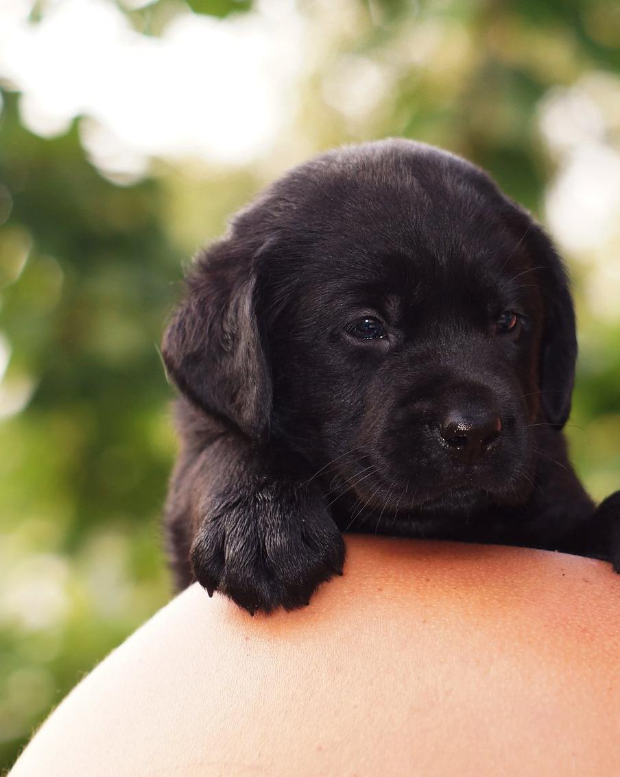 Встречающей военных девочке из ДНР подарили щенка по поручению Путина