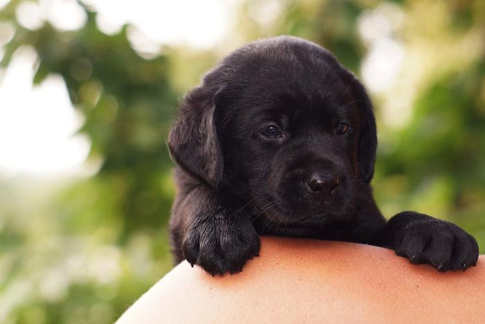 Встречающей военных девочке из ДНР подарили щенка по поручению Путина
