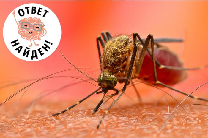 Почему денди становятся костоломами. Причина кроется в самке-кусаке?