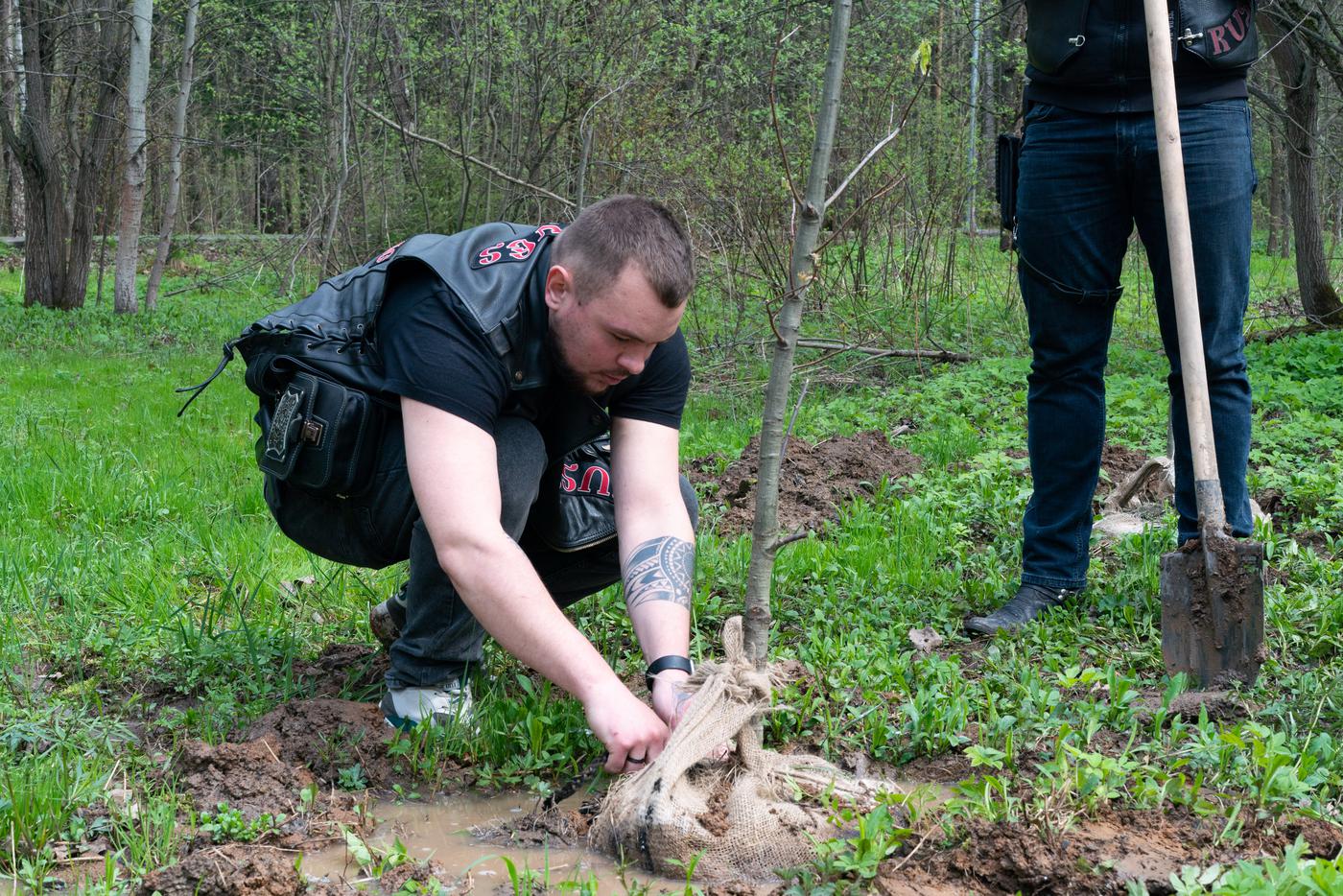 Весенняя посадка красных дубов