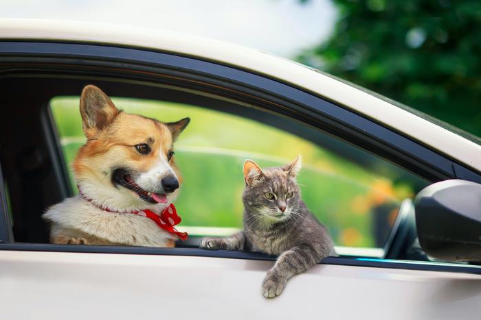 Что необходимо сделать, если вы собираетесь с питомцем на дачу