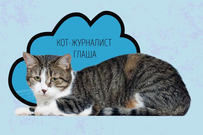 Какой будет погода в Москве, прогнозирует кошка Глаша