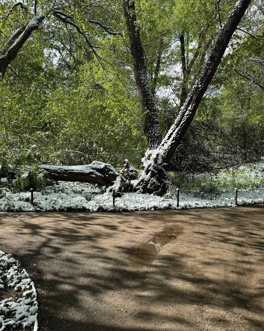 "Допетровская" белая ива сначала пострадала из-за аномальной майской зимы, а потом из-за выдумок в соцсетях