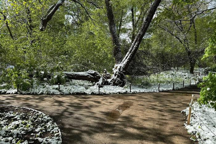 "Допетровская" белая ива сначала пострадала из-за аномальной майской зимы, а потом из-за выдумок в соцсетях