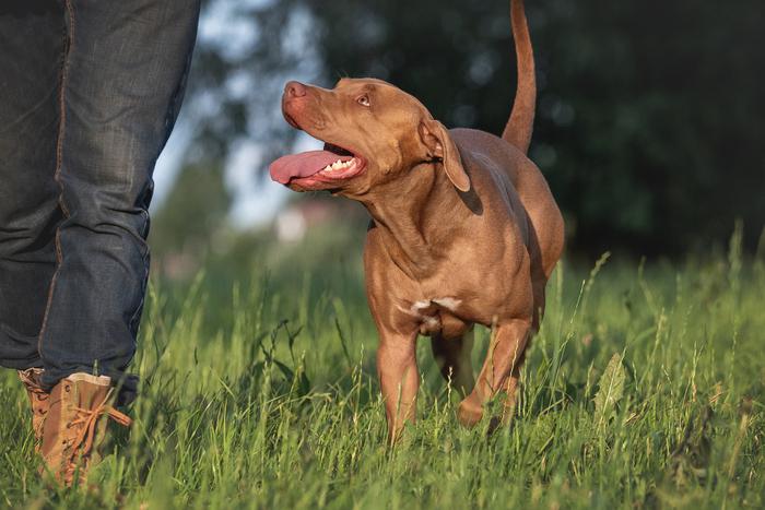 Как правильно гулять с собакой в жару, чтобы она не перегрелась