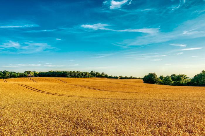 Майские заморозки ударят по урожаю зерна в РФ. Могут ли из-за этого взлететь цены на хлеб в стране и в мире?