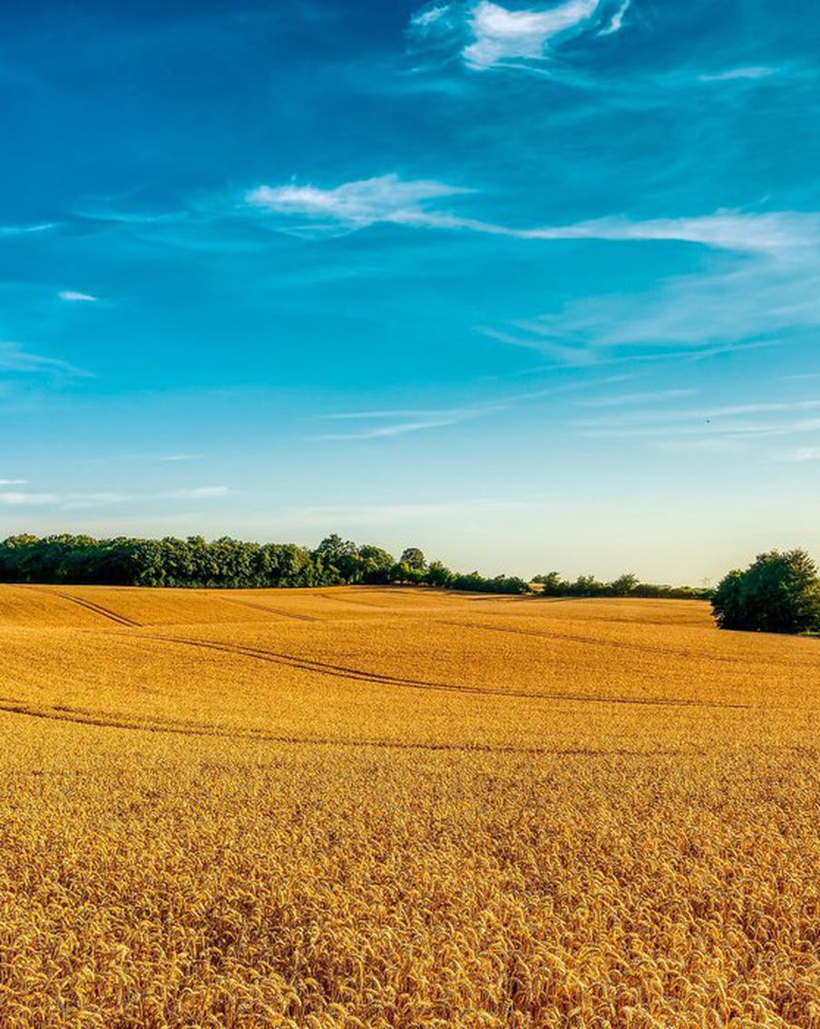 Майские заморозки ударят по урожаю зерна в РФ. Могут ли из-за этого взлететь цены на хлеб в стране и в мире?