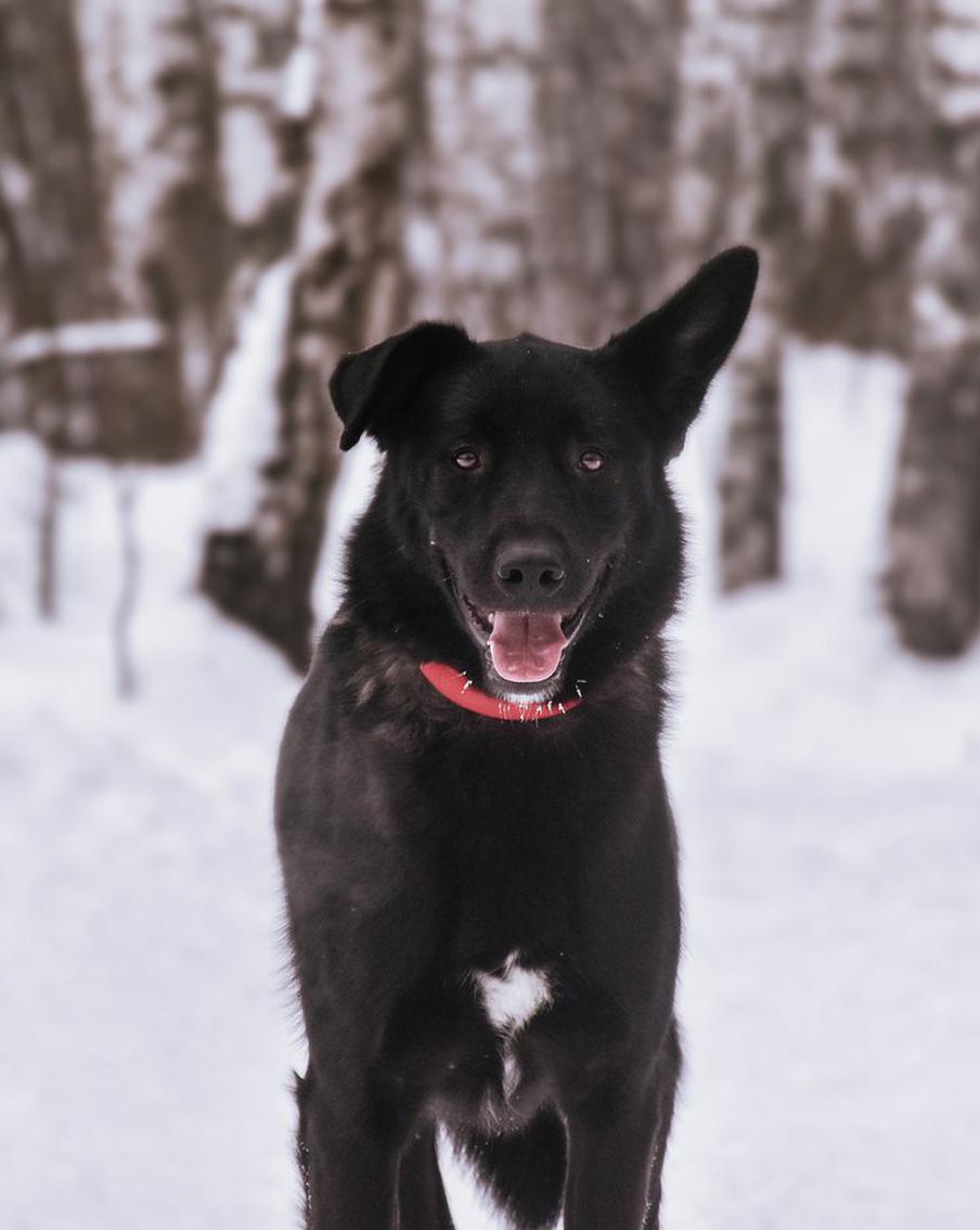 Бэтмен не любит гулять, а Гарри Поттер пьёт воду из-под крана: какие клички придумывают для питомцев россияне