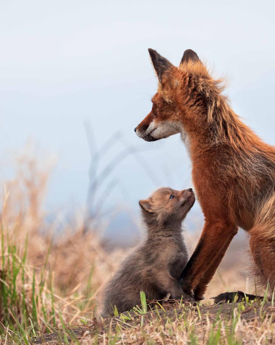 Лис по имени Ветер готов на всё ради любимой и лисят. История про любовь, смерть и Камчатку