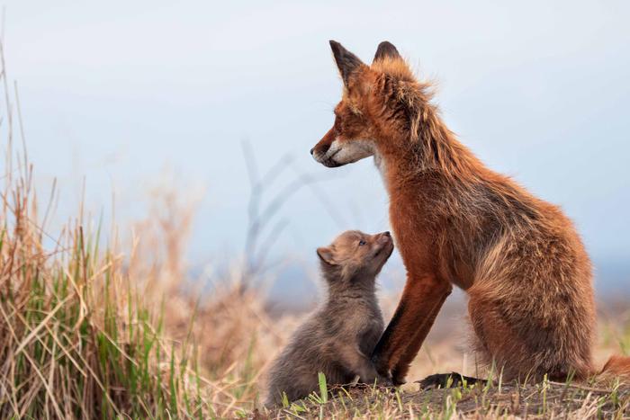 Лис по имени Ветер готов на всё ради любимой и лисят. История про любовь, смерть и Камчатку