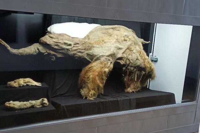 Мумию настоящего мамонтёнка покажут на выставке "Гиганты вечной мерзлоты"