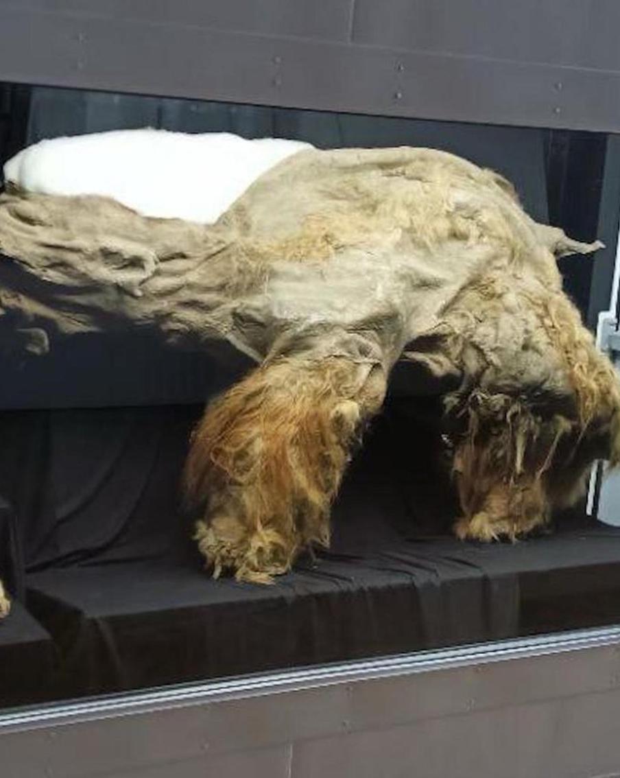 Мумию настоящего мамонтёнка покажут на выставке "Гиганты вечной мерзлоты"