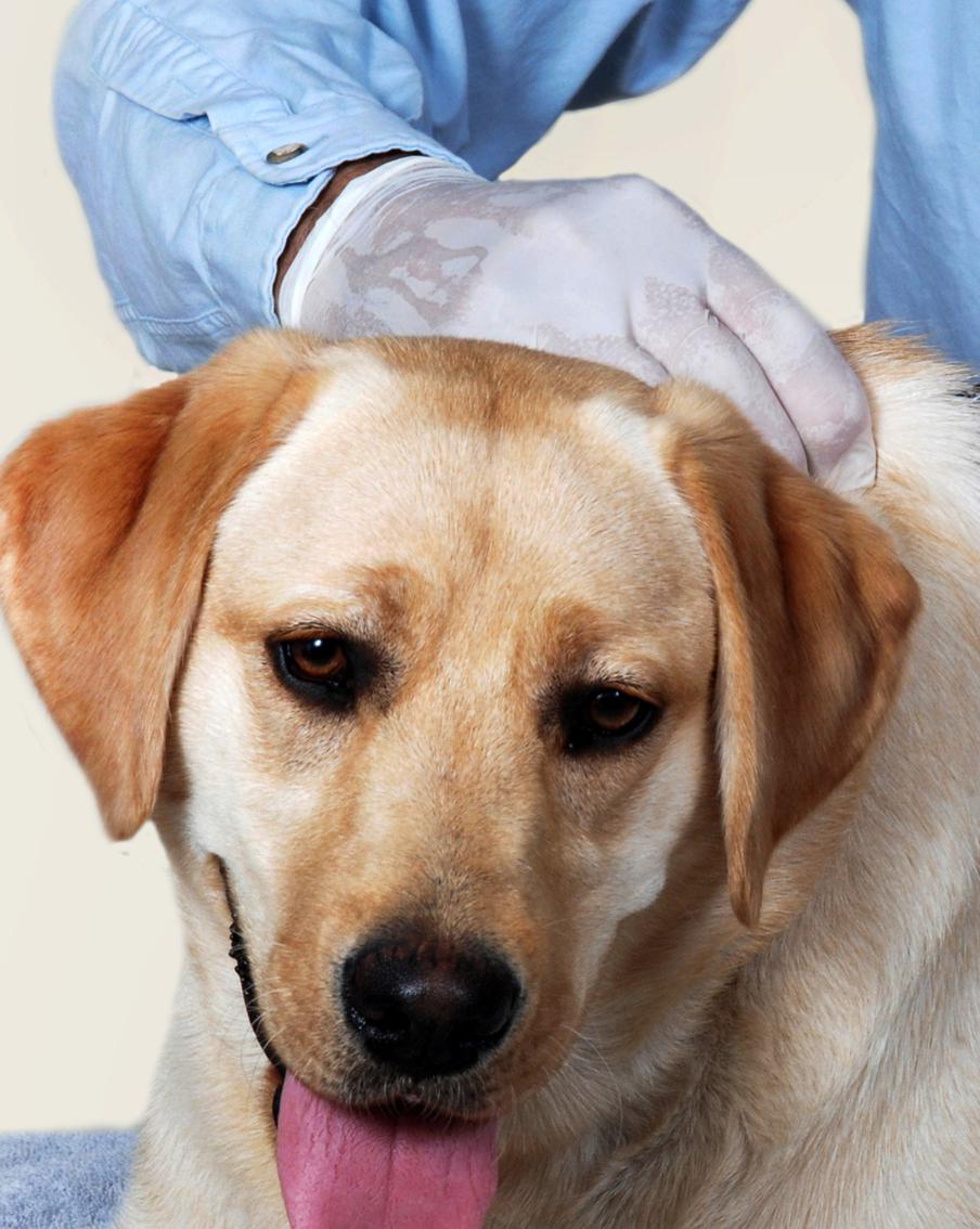 Евросоюз ужесточит правила ввоза домашних животных. Изменения коснутся владельцев кошек, собак и хорьков