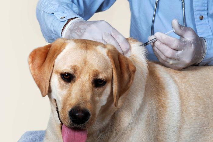 Евросоюз ужесточит правила ввоза домашних животных. Изменения коснутся владельцев кошек, собак и хорьков