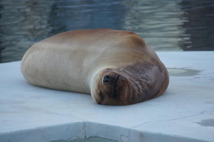 Морской лев встаёт "жаворонком", панды – любители "ночных дожоров": как животные проводят ночь в Московском зоопарке