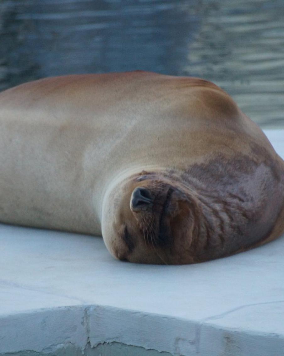 Морской лев встаёт "жаворонком", панды – любители "ночных дожоров": как животные проводят ночь в Московском зоопарке