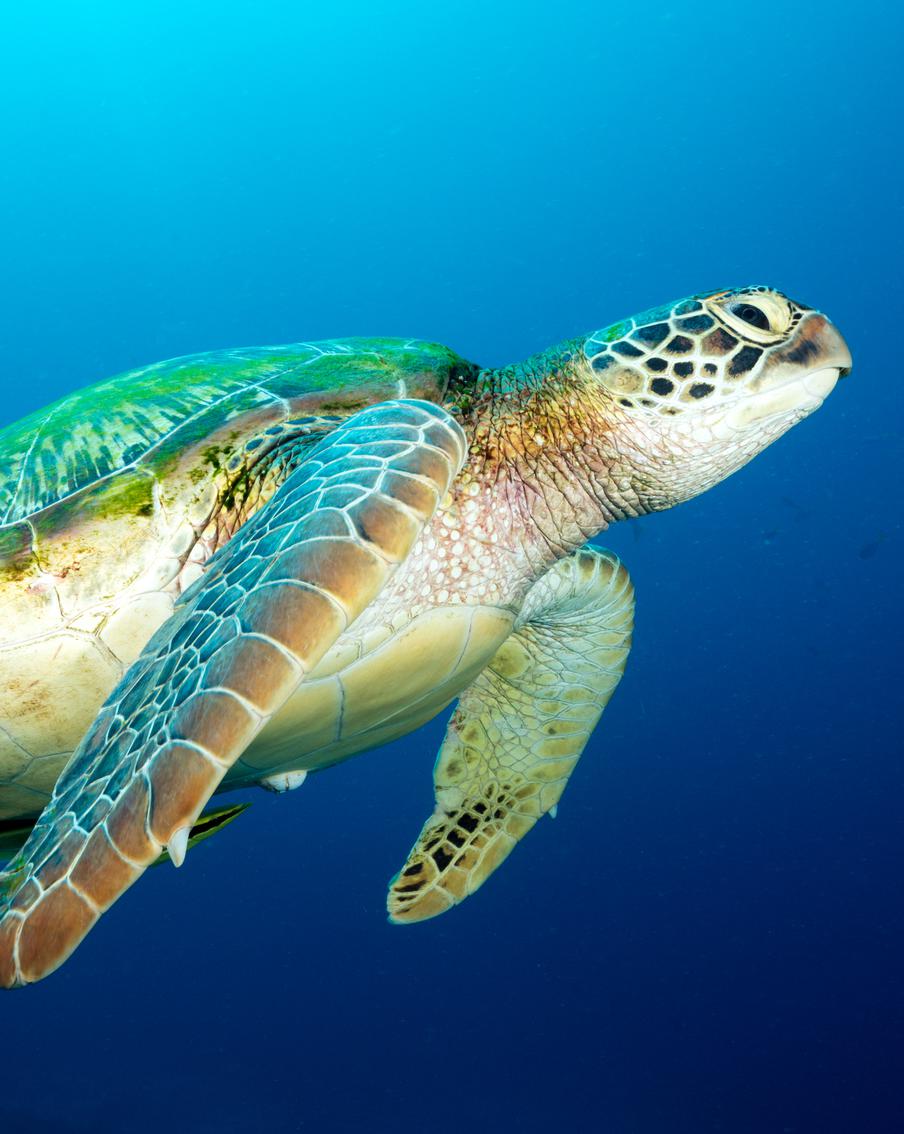 Морские черепахи расскажут о своём путешествии из Японии к берегам Северной Америки