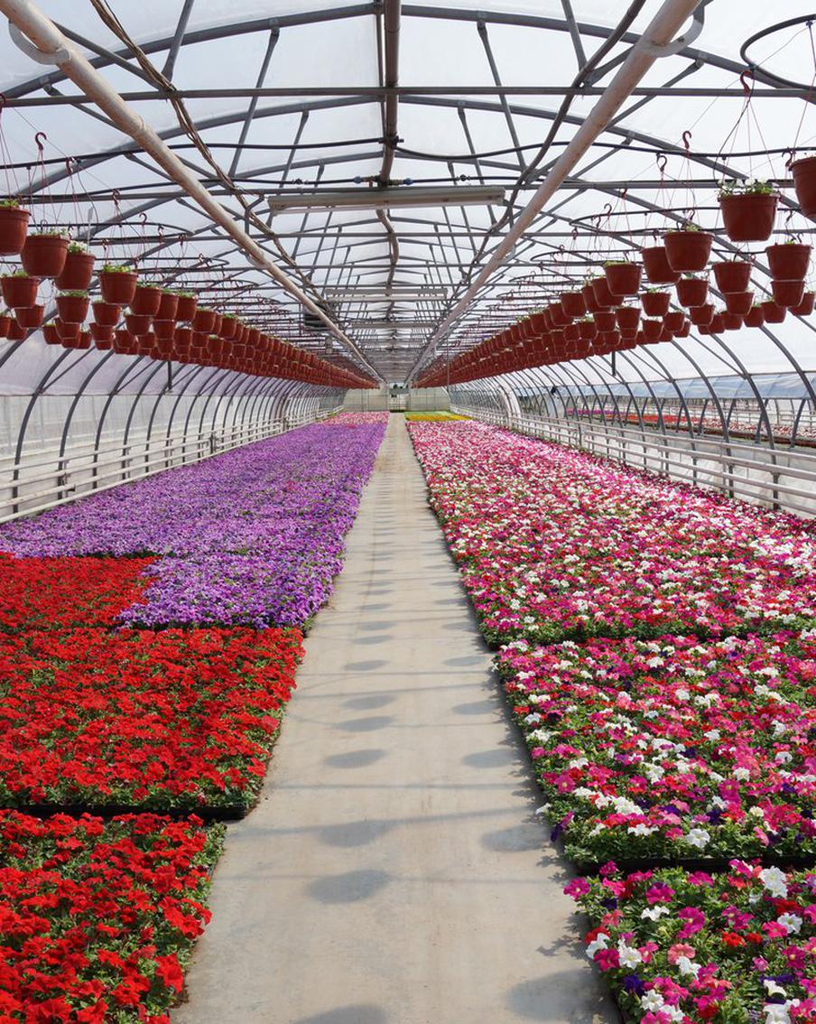 Репортёр Metro узнала, какой путь проходит рассада главных цветников столицы