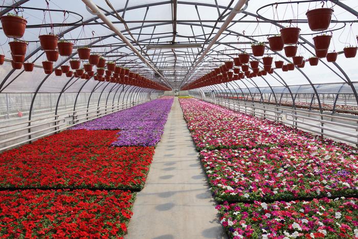 Репортёр Metro узнала, какой путь проходит рассада главных цветников столицы