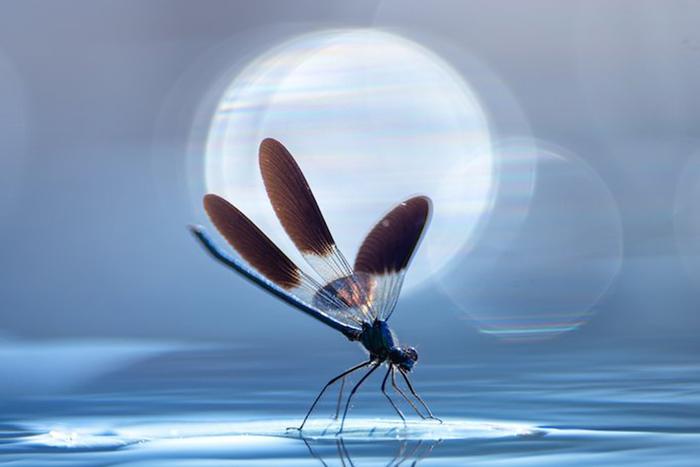 Вода стала и героиней, и пейзажем снимков на международном фотоконкурсе