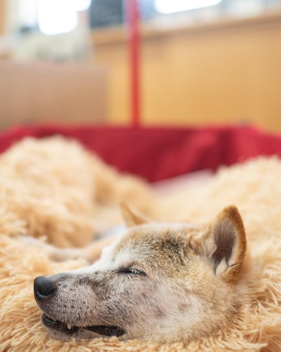 В Японии умерла собака, ставшая прототипом интернет-мема Doge