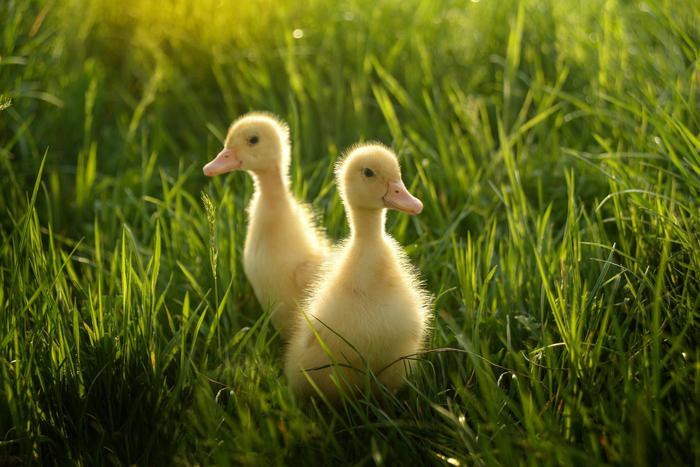 Пятерых утят, упавших в канализацию, вытащили подмосковные спасатели