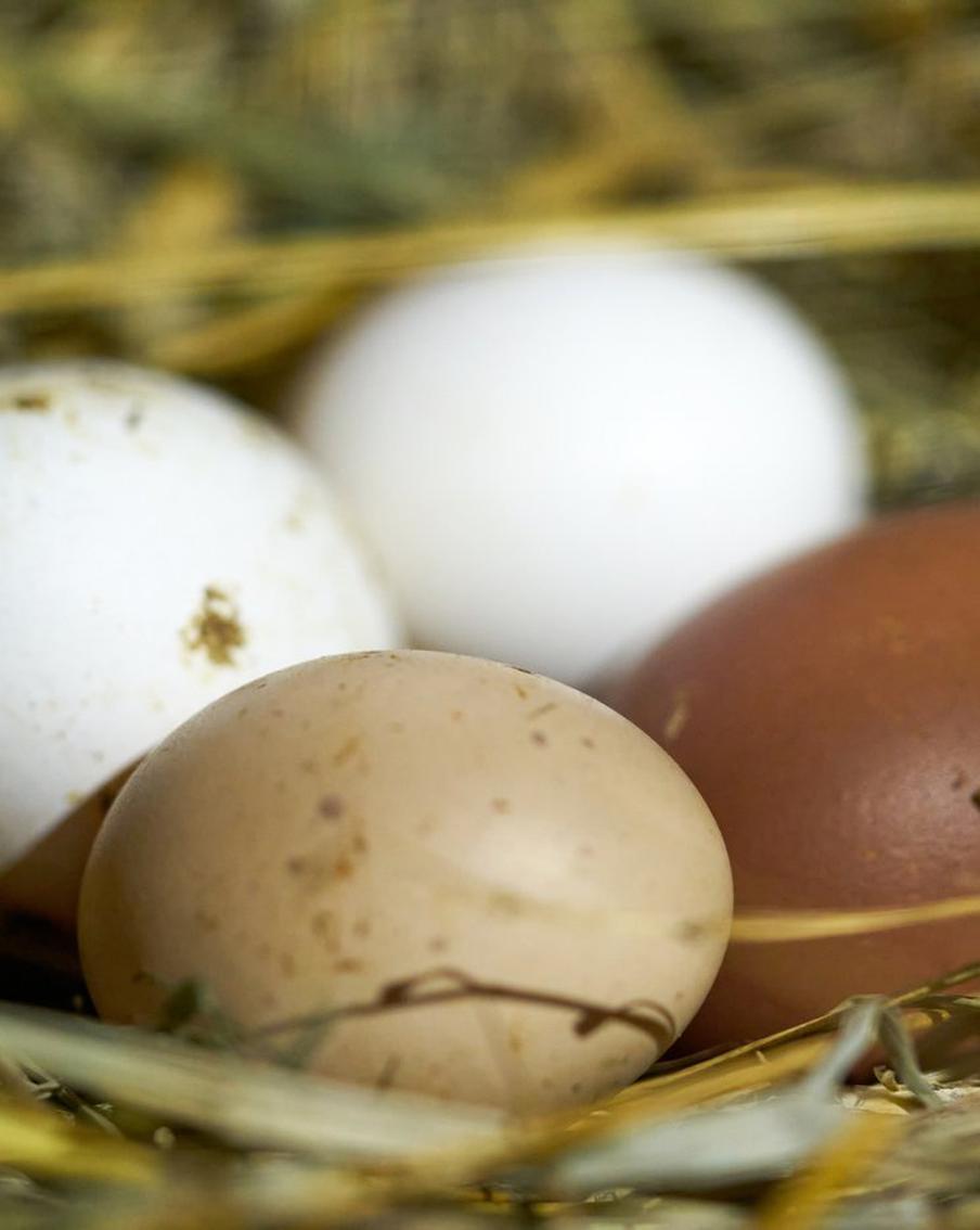 Жителей Екатеринбурга призвали не лизать яйца за миллион рублей