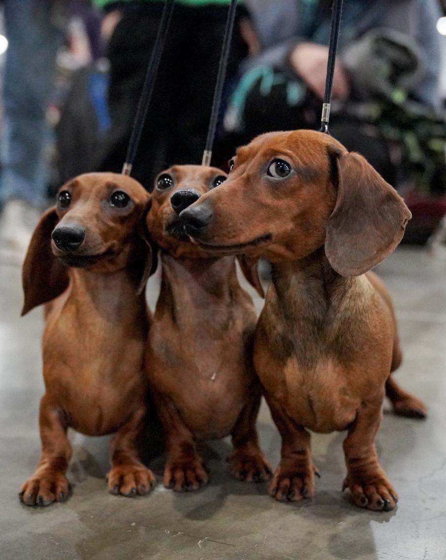 В рамках проекта "Питомцы в Москве" открыто более 50 собачьих площадок