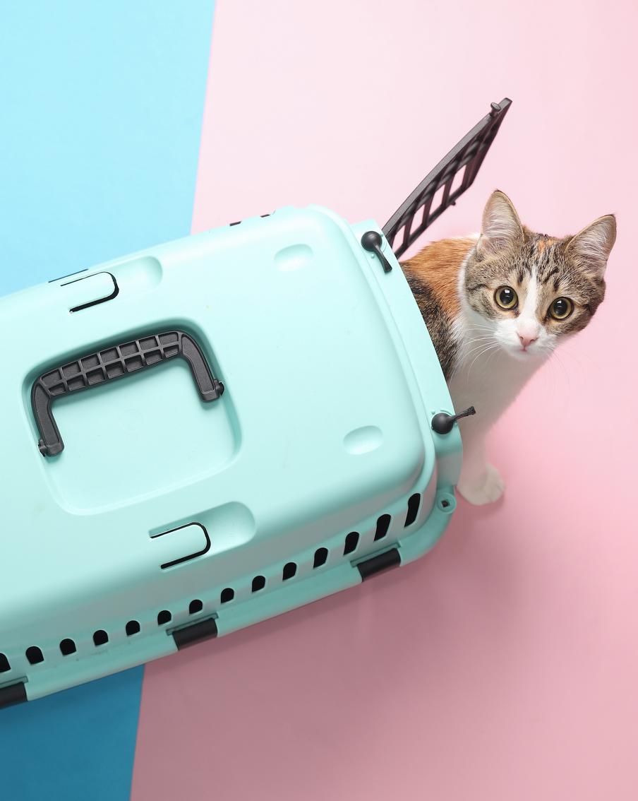 Какие переноски для кошек существуют и как выбрать лучшую
