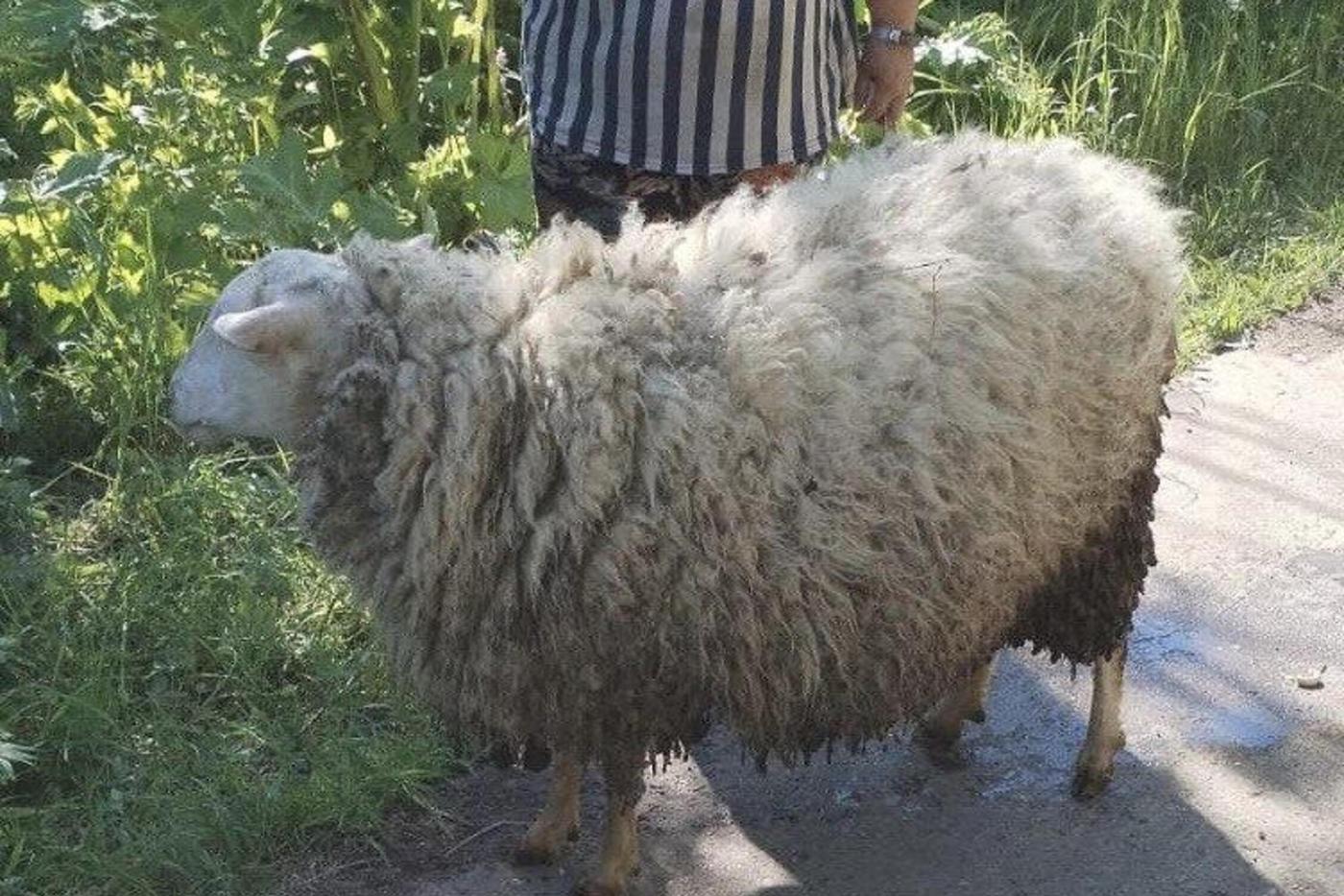 "Скотина не паниковала!": в Подмосковье прошла необычная спасательная операция