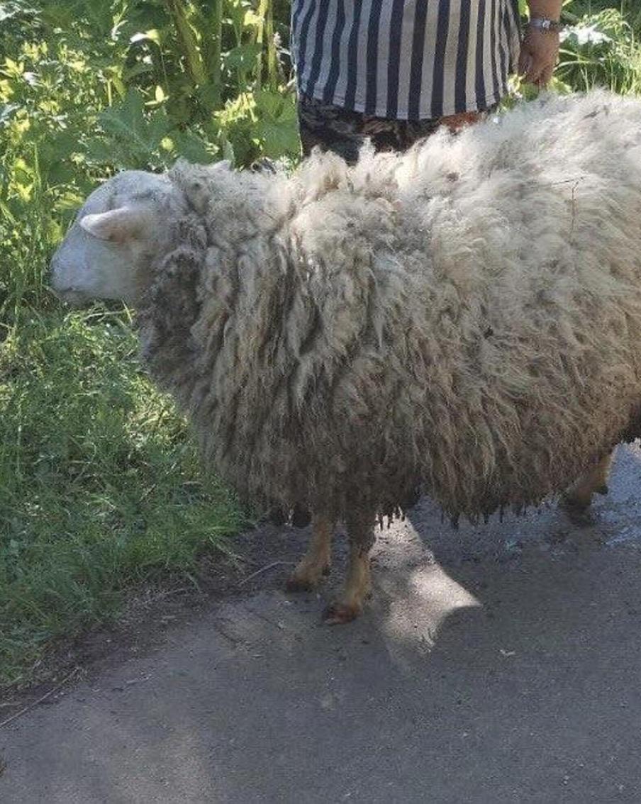 "Скотина не паниковала!": в Подмосковье прошла необычная спасательная операция