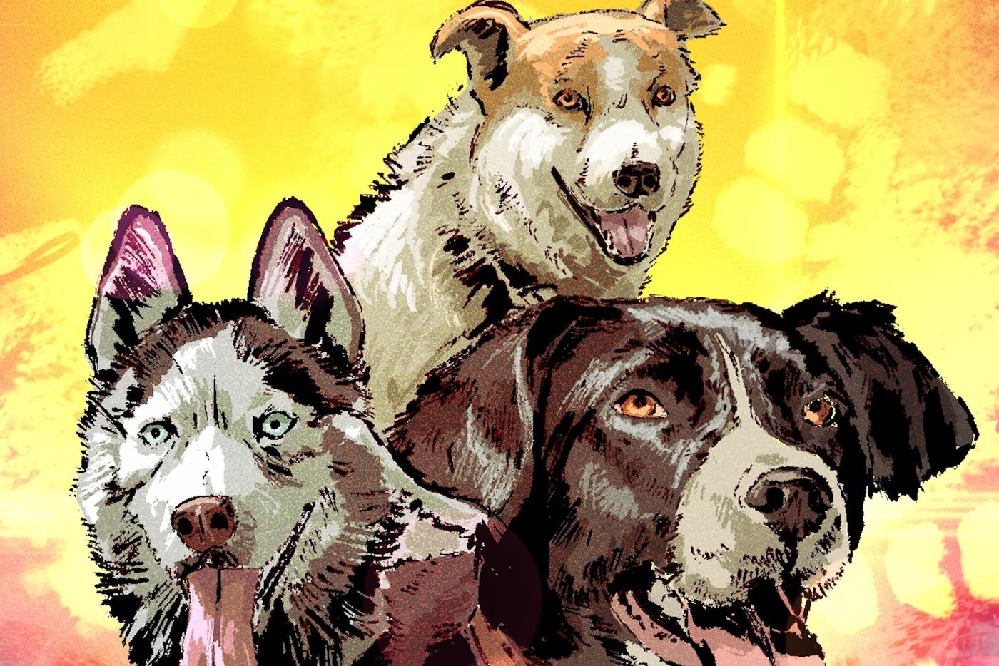 Модному мальчику не хватает гулянок, в приюте этого ждут неделями. Хаски выгулял репортёра Metro – или наоборот?