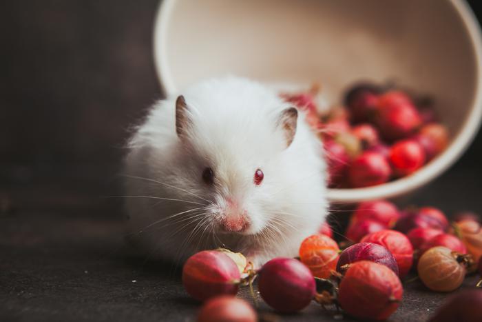 Крысы тоже умеют считать. Им это нужно, чтобы выживать