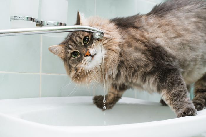 Почему кошка мало пьёт и какую поилку ей выбрать