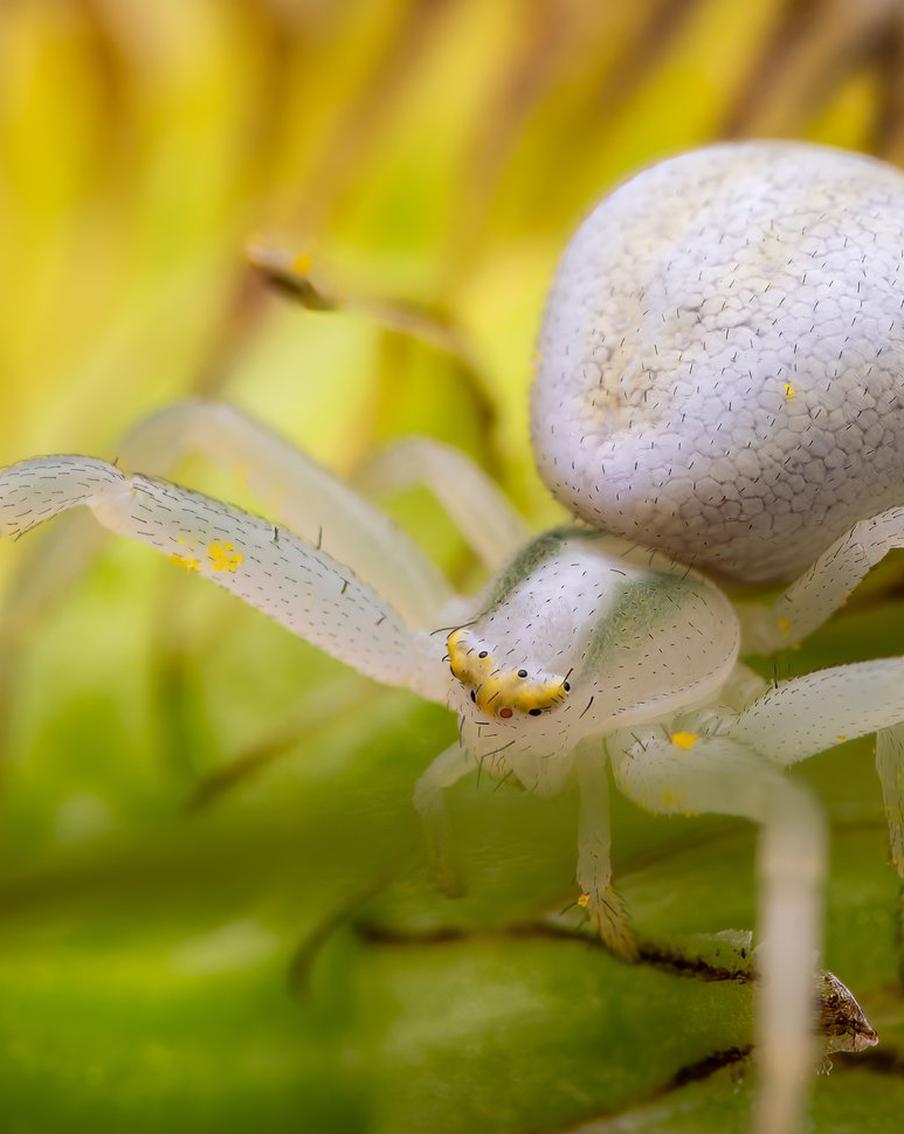 "Самцы живут недолго, умирают сразу после спаривания": в Боровском парке заметили уникального паука-хамелеона