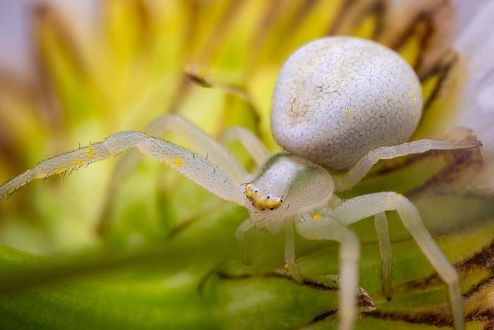 "Самцы живут недолго, умирают сразу после спаривания": в Боровском парке заметили уникального паука-хамелеона