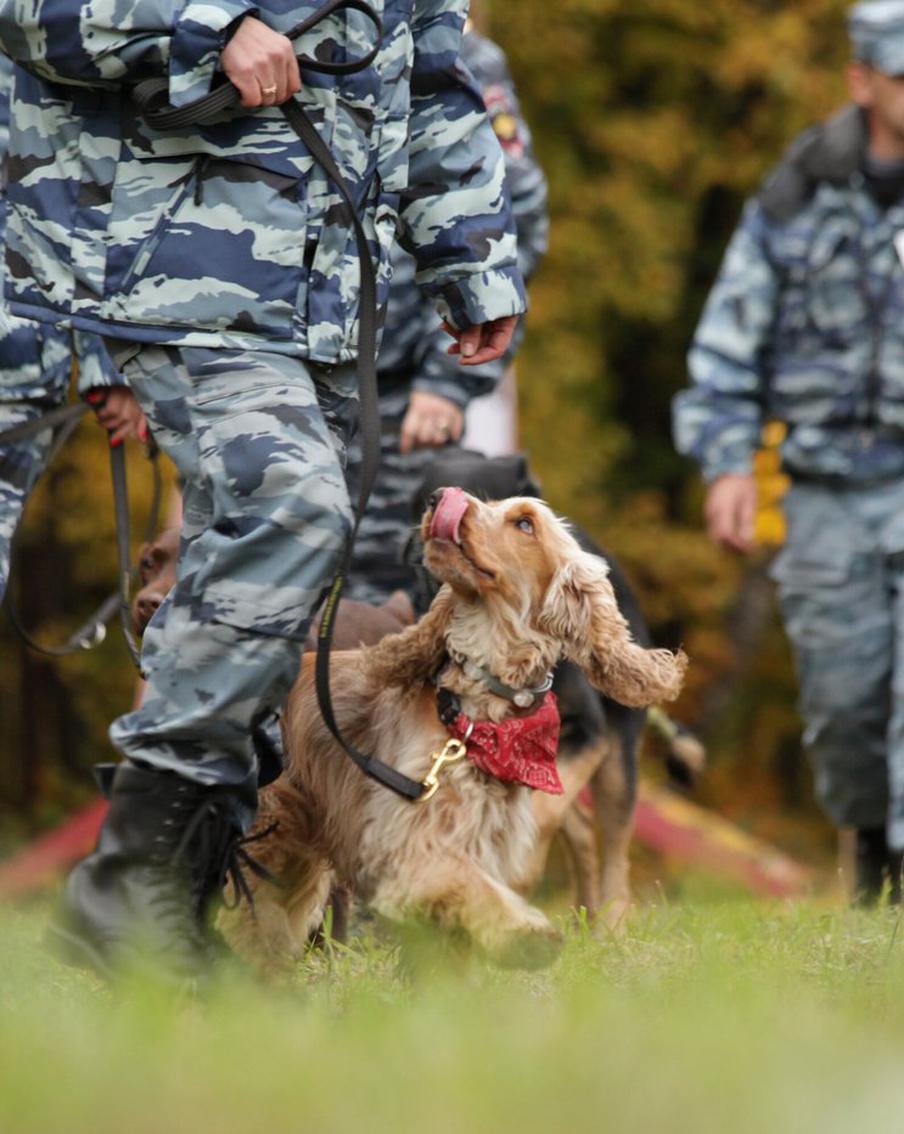 Показательные выступления службы "Щенячий патруль" пройдут 1 июня в Северном Измайлове
