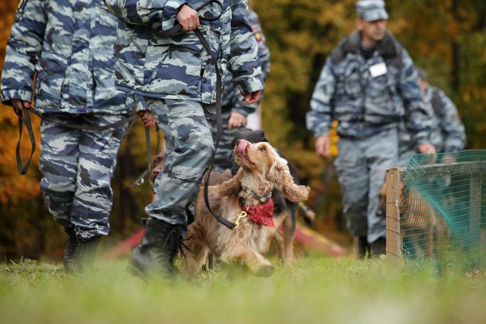 Показательные выступления службы "Щенячий патруль" пройдут 1 июня в Северном Измайлове
