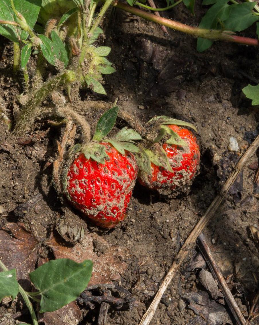 Россиянин, у которого удалили огромные кисты с червями, заразился не на Филиппинах