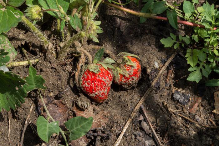 Россиянин, у которого удалили огромные кисты с червями, заразился не на Филиппинах