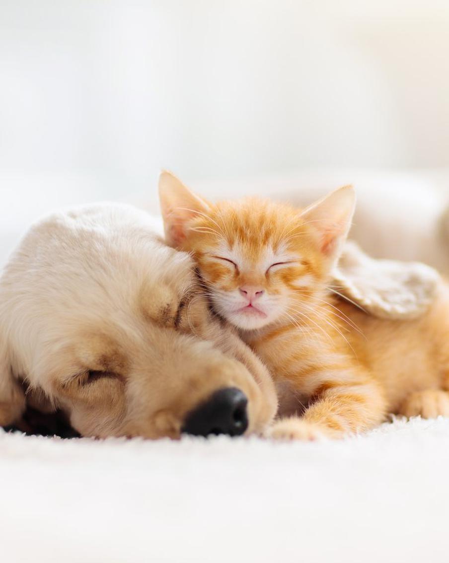 Минприроды подготовило систему учёта домашних животных