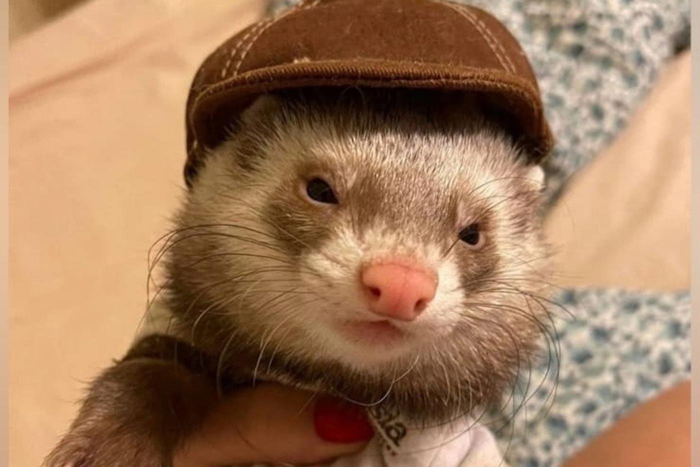 Самый модный хорёк живёт в Москве, а самый кусачий – в Краснодаре