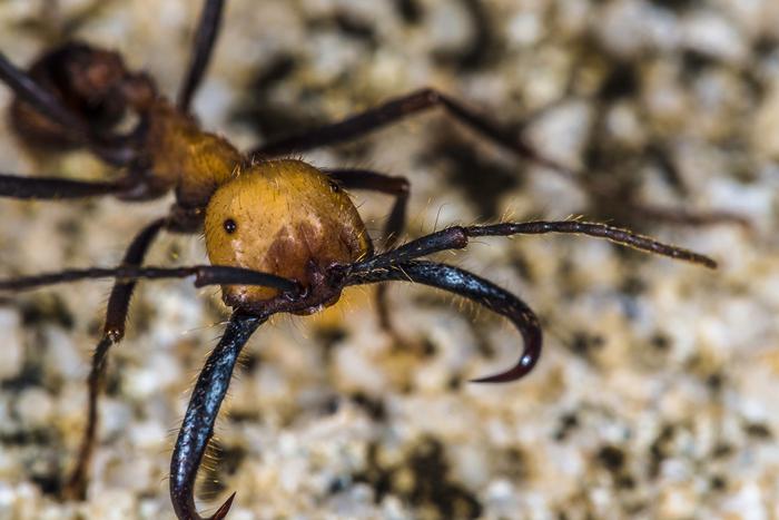 Прирождённые хирурги: муравьи-убийцы могут оказать первую помощь