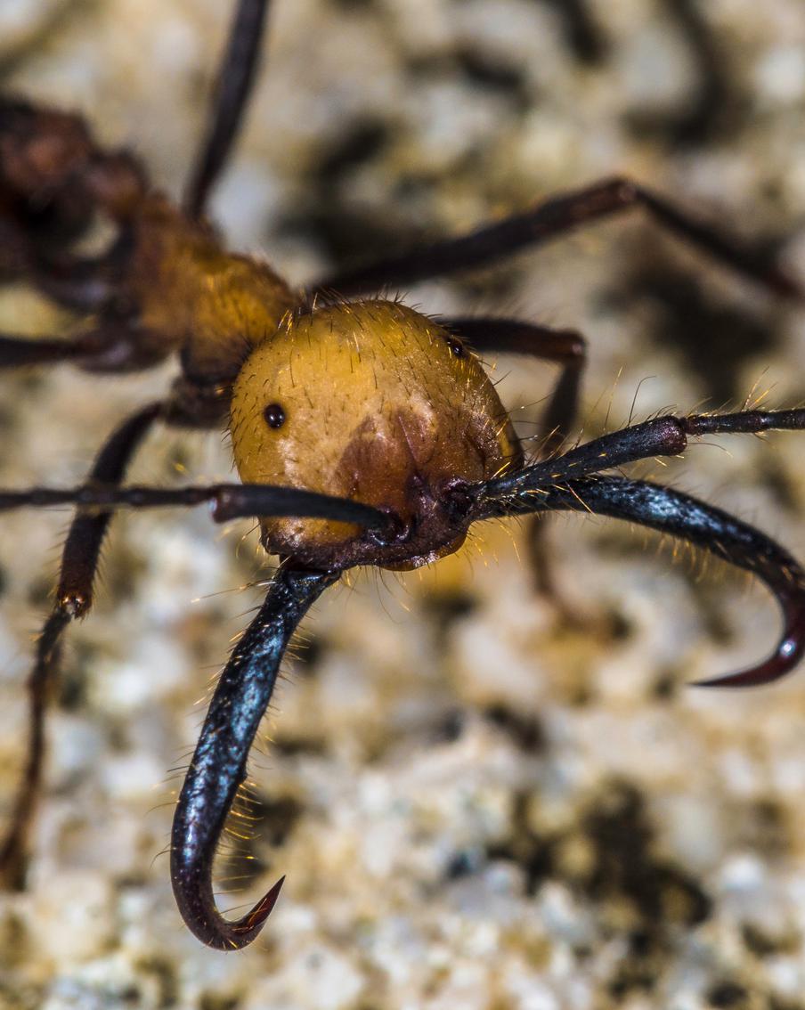 Прирождённые хирурги: муравьи-убийцы могут оказать первую помощь
