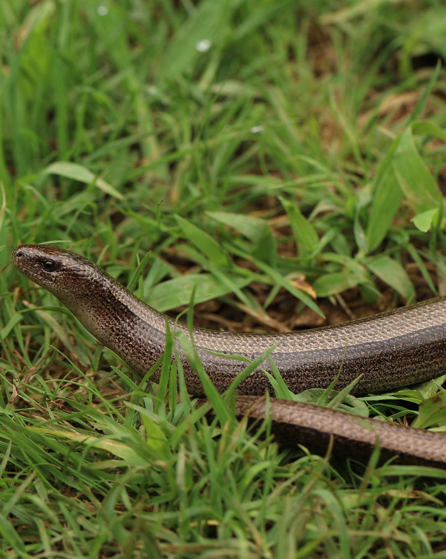 Безногая ящерица, внешне похожая на змею, напугала жителей Ленинского проспекта